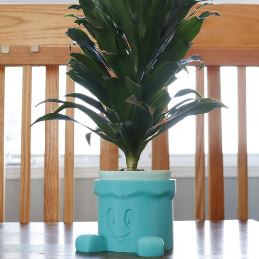 Very well lit cartoon face indoor planter with cute feets